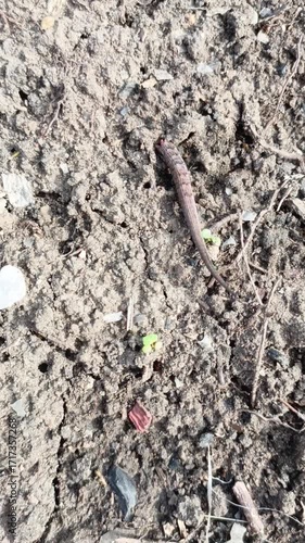 Severed Lizard Tail Twitching on Ground – Realistic Reptile Defense Reflex in Motion
