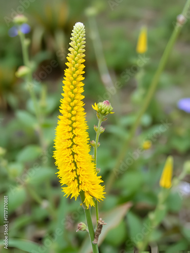 Yellow spike inflorescence on a branched stem, flowering, herbage, monoclinous
