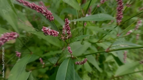 Insects on a flower footage