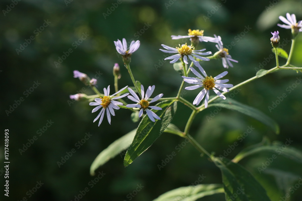 Fototapeta premium 까실쑥부쟁이