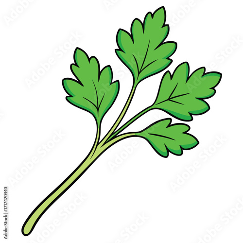 Single sprig of fresh green parsley leaves on white background herb stem
