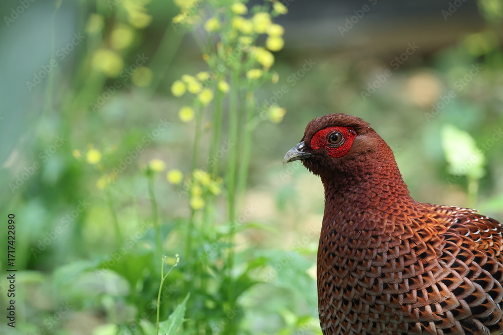 Fototapeta premium Copper Pheasant (Syrmaticus soemmerringii intermedius) male in Kochi pref, Japan 