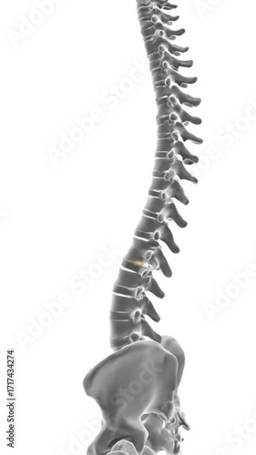 Loopable 3D Animation of Human Spine and Pelvis Rotation with Intervertebral Discs - Anatomical and Medical Concept