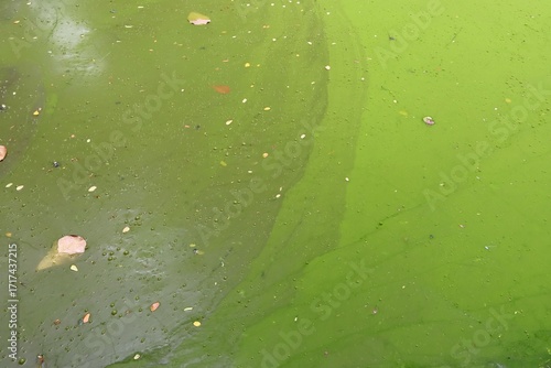 Stagnant water full of green algae