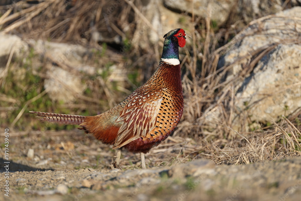 Fototapeta premium Common pheasant (Phasianus colchicus karpowi) male in Japan