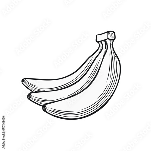 Bunch of bananas illustration. Black and white fruit drawing.