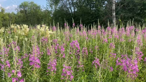 Pink fireweed blooming in lush meadow under clear sky  