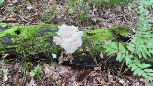 White Hericium coralloides fungus growing on a log in the forest  