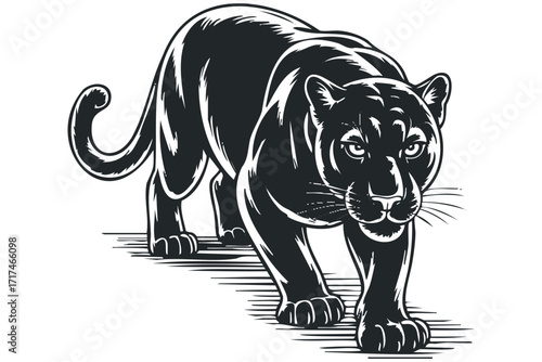 Black Panther Predator Stalking Forward Aggressively. Vector hand drawn illustration