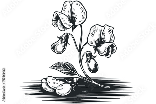 Black and White Engraved Style Sweet Pea Flowers and Pods. Vector hand drawn illustration