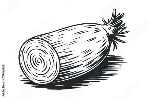 Hand-drawn celery stalk with cross-section detail. Vector hand drawn illustration