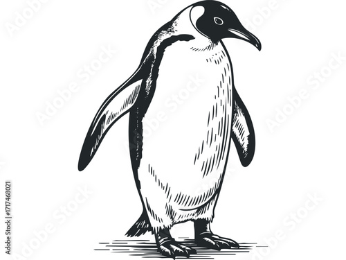Engraved Penguin Standing Full Body. Vector hand drawn illustration