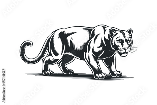 Black panther walking confidently on a white background. Vector hand drawn illustration
