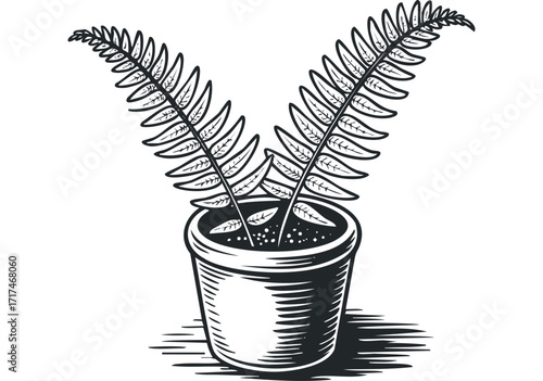 Potted Fern Plant With Fronds. Vector hand drawn illustration