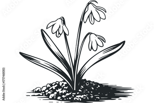 Hand Drawn Snowdrop Flowers Emerging from Soil. Vector hand drawn illustration