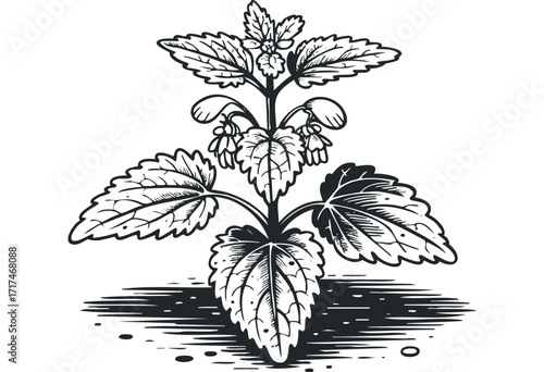 Black and White Stylized Plant with Flowers and Leaves. Vector hand drawn illustration