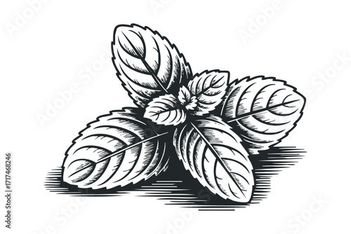 Black and white line art of fresh mint leaves. Vector hand drawn illustration