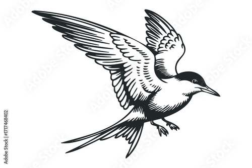 Tern bird in flight silhouette. Vector hand drawn illustration