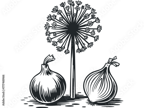 Black and white graphic of two onions and a flower stalk. Vector hand drawn illustration