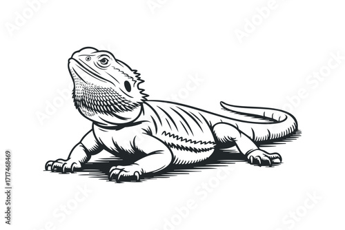 Bearded dragon reptile outline looking up. Vector hand drawn illustration