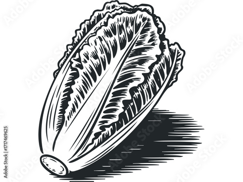 Woodcut Style Romaine Lettuce Head Isolated. Vector hand drawn illustration