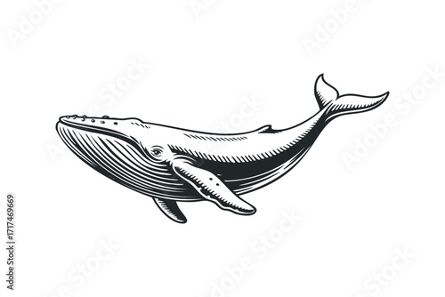 Monochromatic Whale Illustration. Vector hand drawn illustration