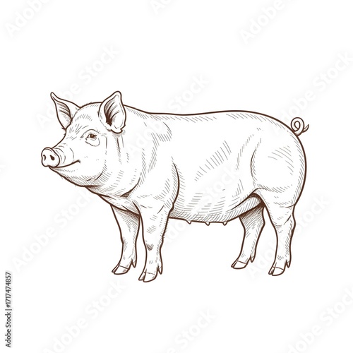 vector illustration of cartoon pig