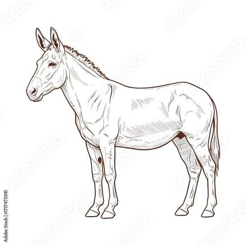 horse vector illustration