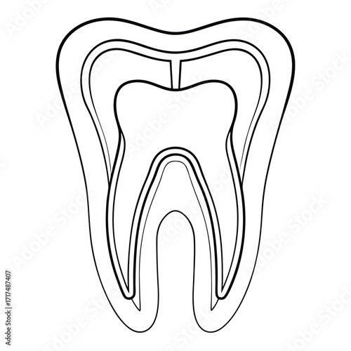 Tooth anatomy diagram outline enamel