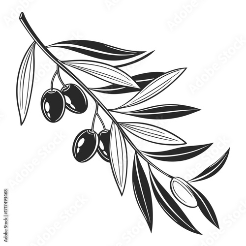 Vector illustration of an olive branch with green leaves and black olives, a symbol of nature and healthy Mediterranean food