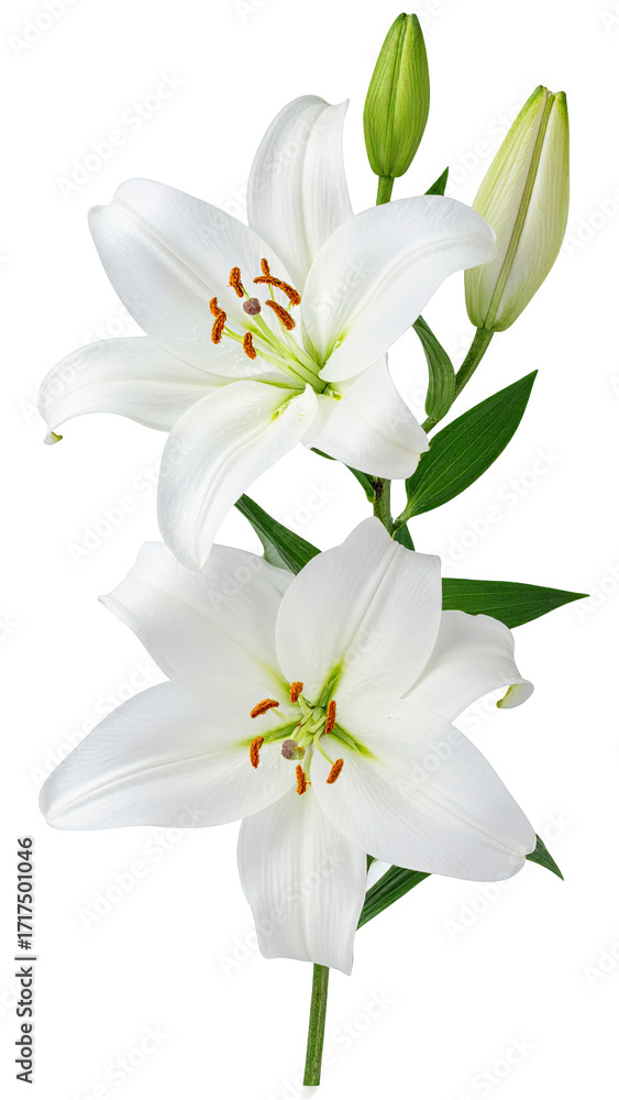 Fototapeta premium Two white lilies, close-up