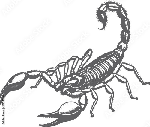 Detailed black and white engraving style illustration of scorpion with raised tail and intricate exoskeleton texture in vintage scientific drawing style