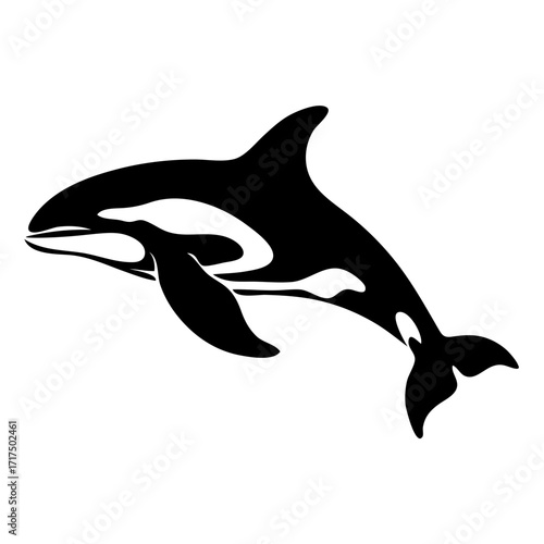 Silhouette of a killer whale with distinctive black and white markings swimming gracefully in the ocean water