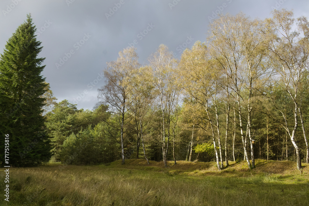 Obraz premium Sunshine in a mixed forest with dark storm clouds, birch forest in summer just before a storm, dramatic sky, conifers and birch with white bark, beautiful light green leaves, wild meadow
