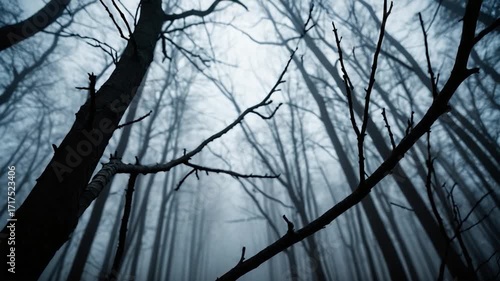 A dense and mysterious forest with bare tree branches stretching towards the sky