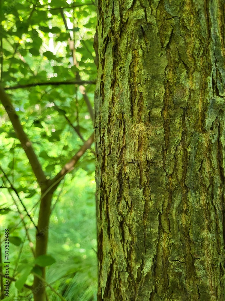 Obraz premium A close-up of a tree trunk reveals the intricate texture of bark, touched by sunlight and surrounded by vibrant foliage. The mix of browns and greens evokes life, age, and resilience.