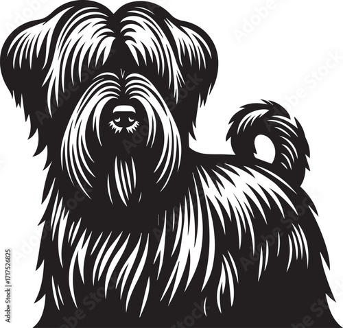 Briard Dog in Black and White – Elegant French Herding Breed Photography