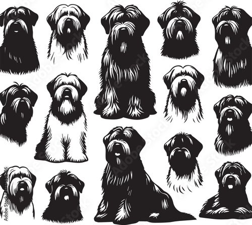 Briard Dog in Black and White – Elegant French Herding Breed Photography