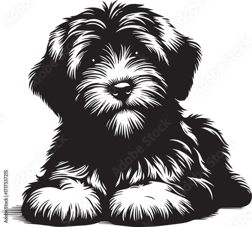Briard Dog in Black and White – Elegant French Herding Breed Photography
