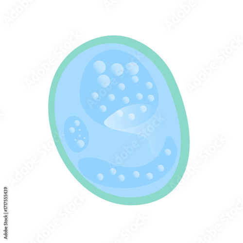 Vacuole structure anatomy, diagram poster. Medical illustration vector. Labeled tonoplast, central vacuole, cell sap. Membrane-bound organelle. Vacuole Illustration