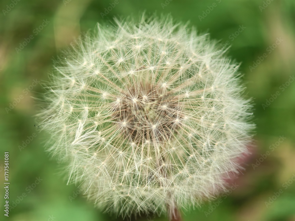 Fototapeta premium Close-up of dandelion puff ball with seeds in detail