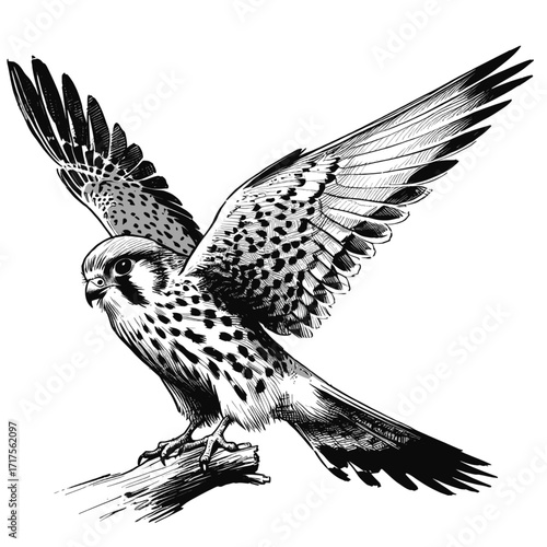 Kestrel line art drawing ink sketch vector hand drawn illustration 