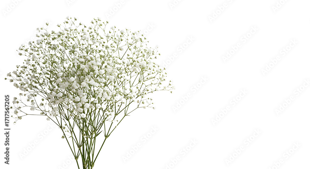 Obraz premium Blooming gypsophila bouquet for springtime designs isolated PNG with Transparent Background