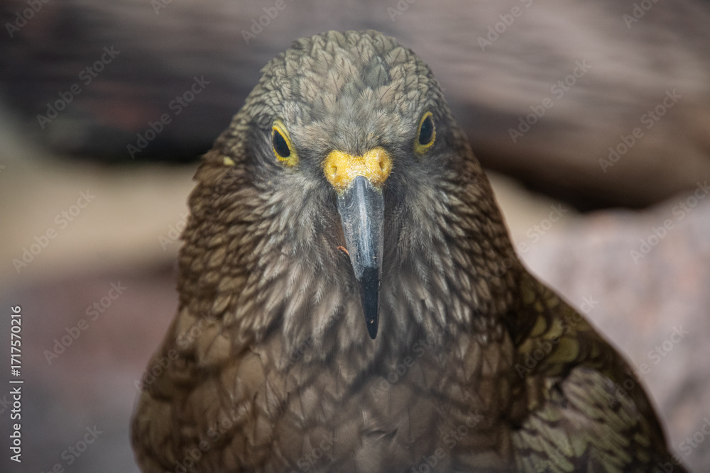 Obraz premium Kea - Close up shot - large parrot