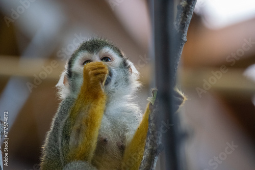 Squirrel Monkey on a tree - Cose up