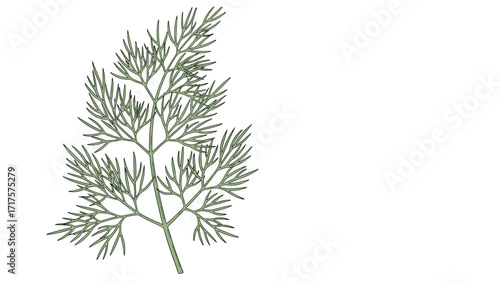 Elegant Dill Sprig Illustration Culinary Herb, Green Foliage, Botanical Art, Fine Dining, Natural Ingredient