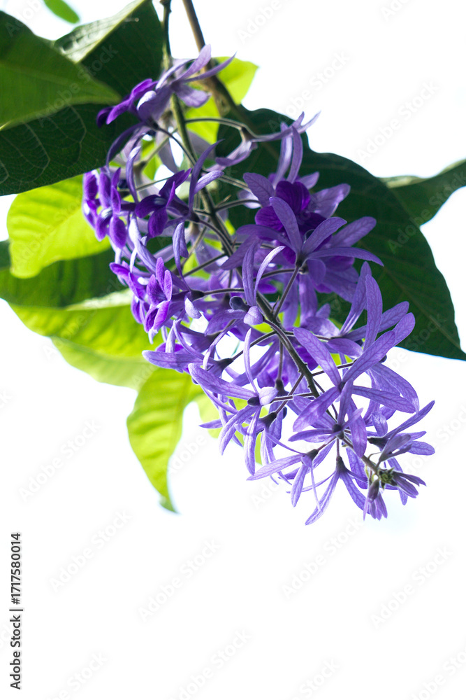 Φωτογραφία Petrea volubilis is a large, vigorous vine with indigo-purple flowers in clusters with five petals resembling a five-pointed star