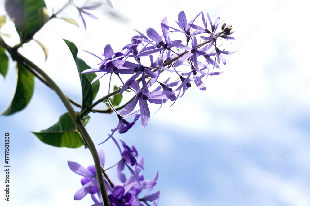 Φωτογραφία Petrea volubilis is a large, vigorous vine with indigo-purple flowers in clusters with five petals resembling a five-pointed star