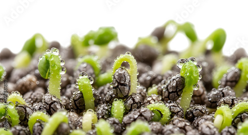 Closeup of tiny green sprouts emerging from soil, isolated on transparent background