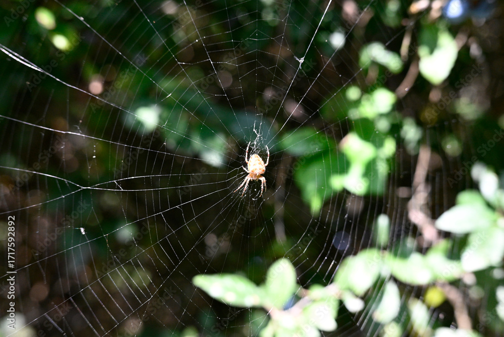 Φωτογραφία Araneus diadematus theCross orbweaver hunting for prey